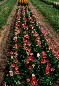 1990_Holland-MI-a_0020.jpg