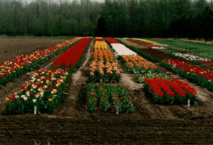 1990_Holland-MI-a_0023.jpg