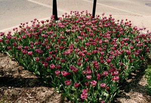 Holland MI