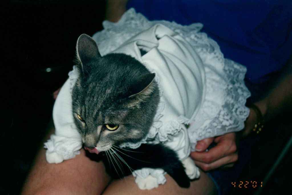 2001-Abby-Cat.jpg