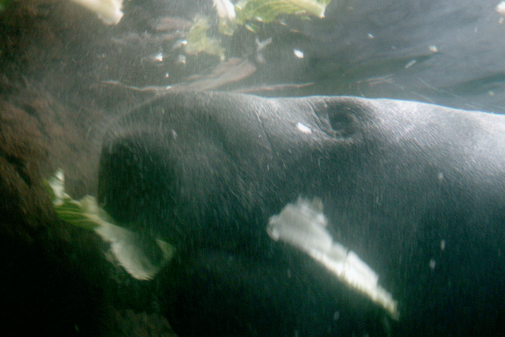 2005_August_Michigan-Toledo-Zoo_0022.jpg