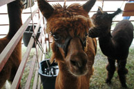 Great-Frederick-Fair-2006-20130309-006.jpg