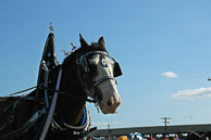 2006 Great Frederick Fair