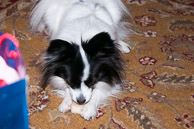 Christmas-2009--20091225-052.jpg