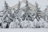2010 Blizzrd
