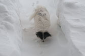 2010 Blizzrd