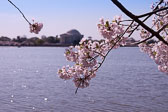 Cherru_Blossoms_04_02_2010_1503_.jpg