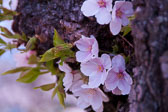 Cherru_Blossoms_04_02_2010_1516_.jpg