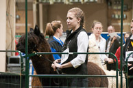 Alpaca_Jubilee_1682April_24_2010.jpg
