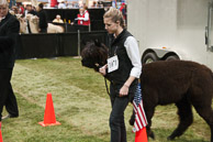 Alpaca_Jubilee_1684April_24_2010.jpg