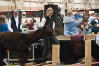 Alpaca_Jubilee_1689April_24_2010.jpg