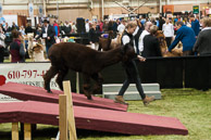 Alpaca_Jubilee_1690April_24_2010.jpg
