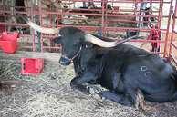2014 Great Frederick Fair