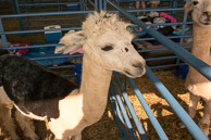 2014 Great Frederick Fair