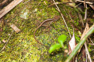 Puerto-Rico-20140313-245.jpg