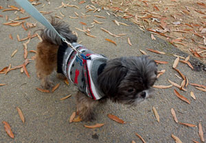 Paula and Dog