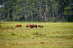 2017-Chincoteague-July-28,-2017-338.jpg